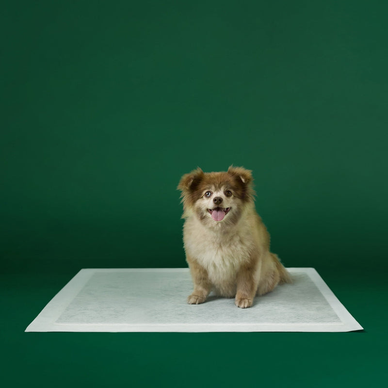 Disposable Dog Pee Pads with AbsorbShield+ Technology S2